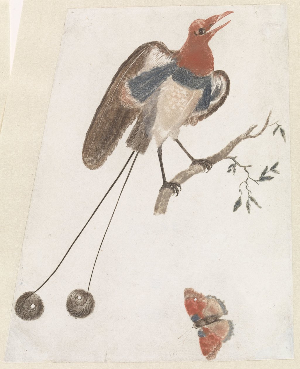 Bird of Paradise and Butterfly by Anonymous