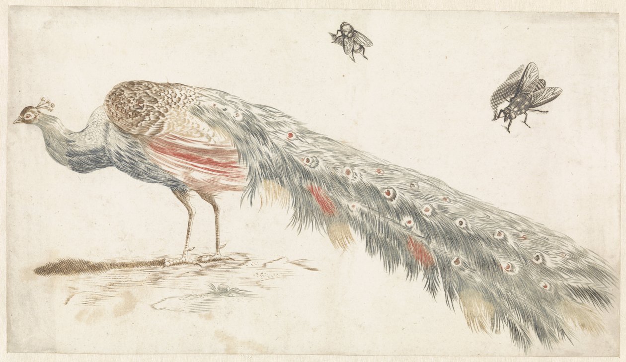 Peacock and Two Flies by Anonymous
