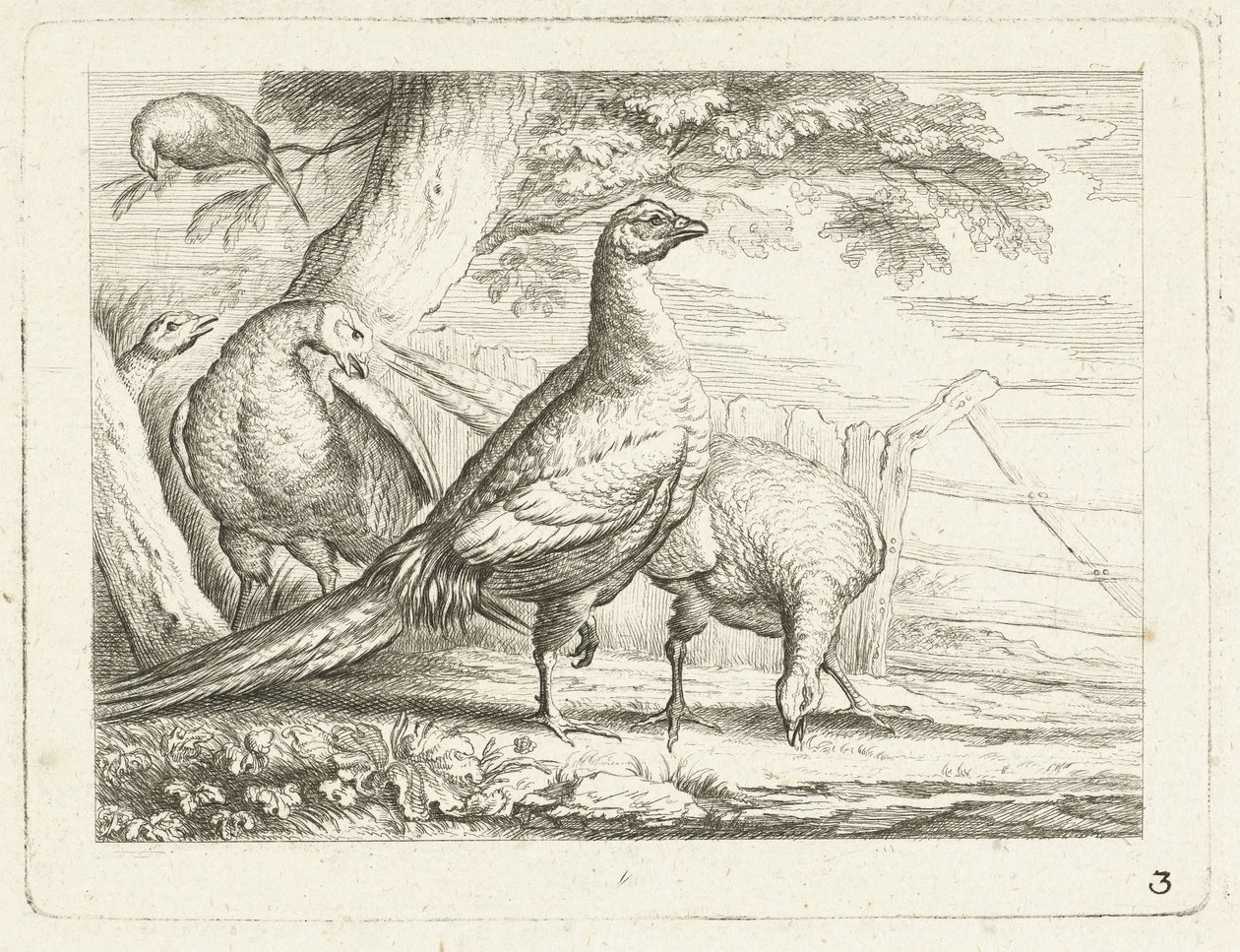 Pecking Chickens (Native Birds) by Anonymous