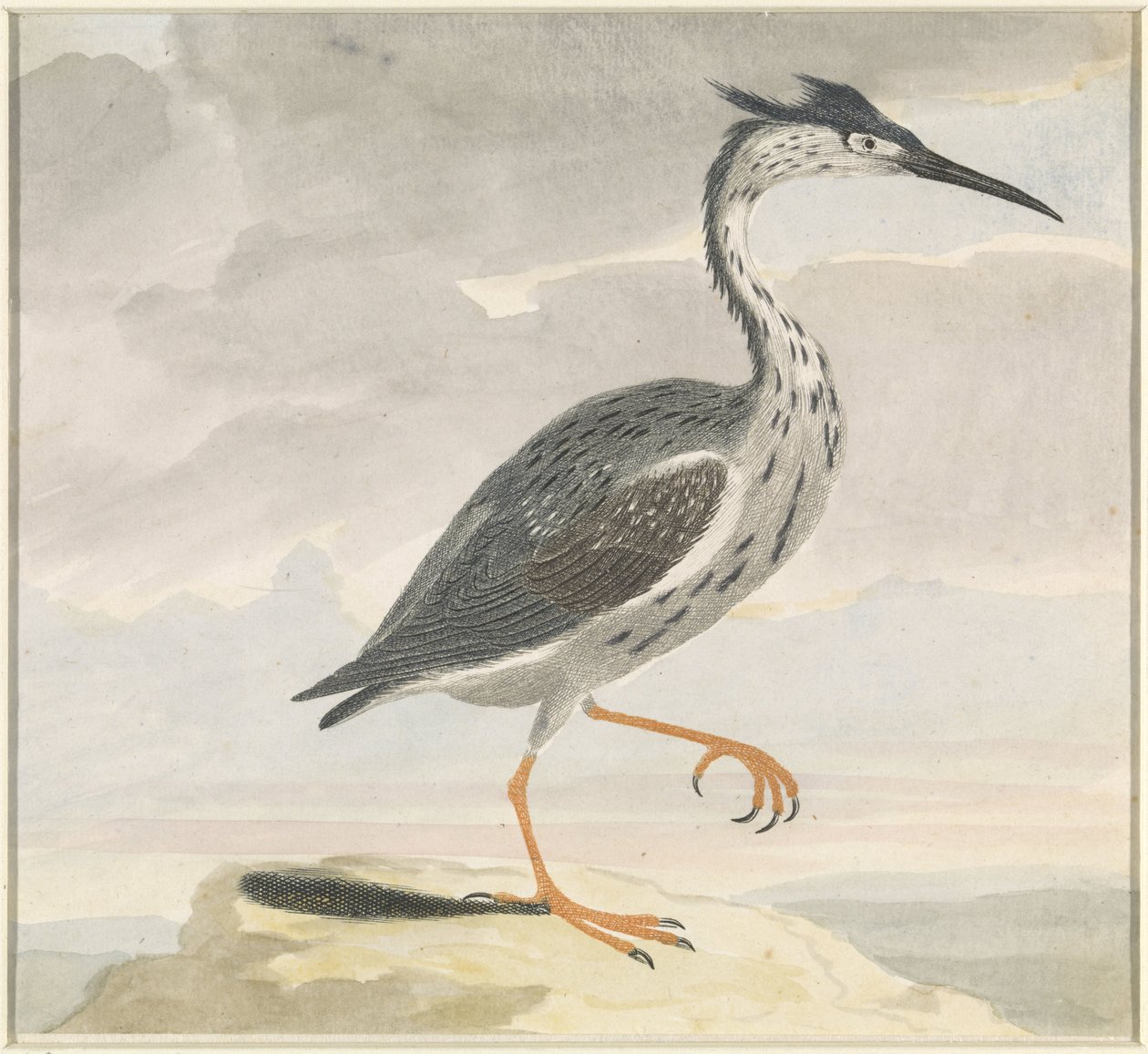 Heron by Anonymous