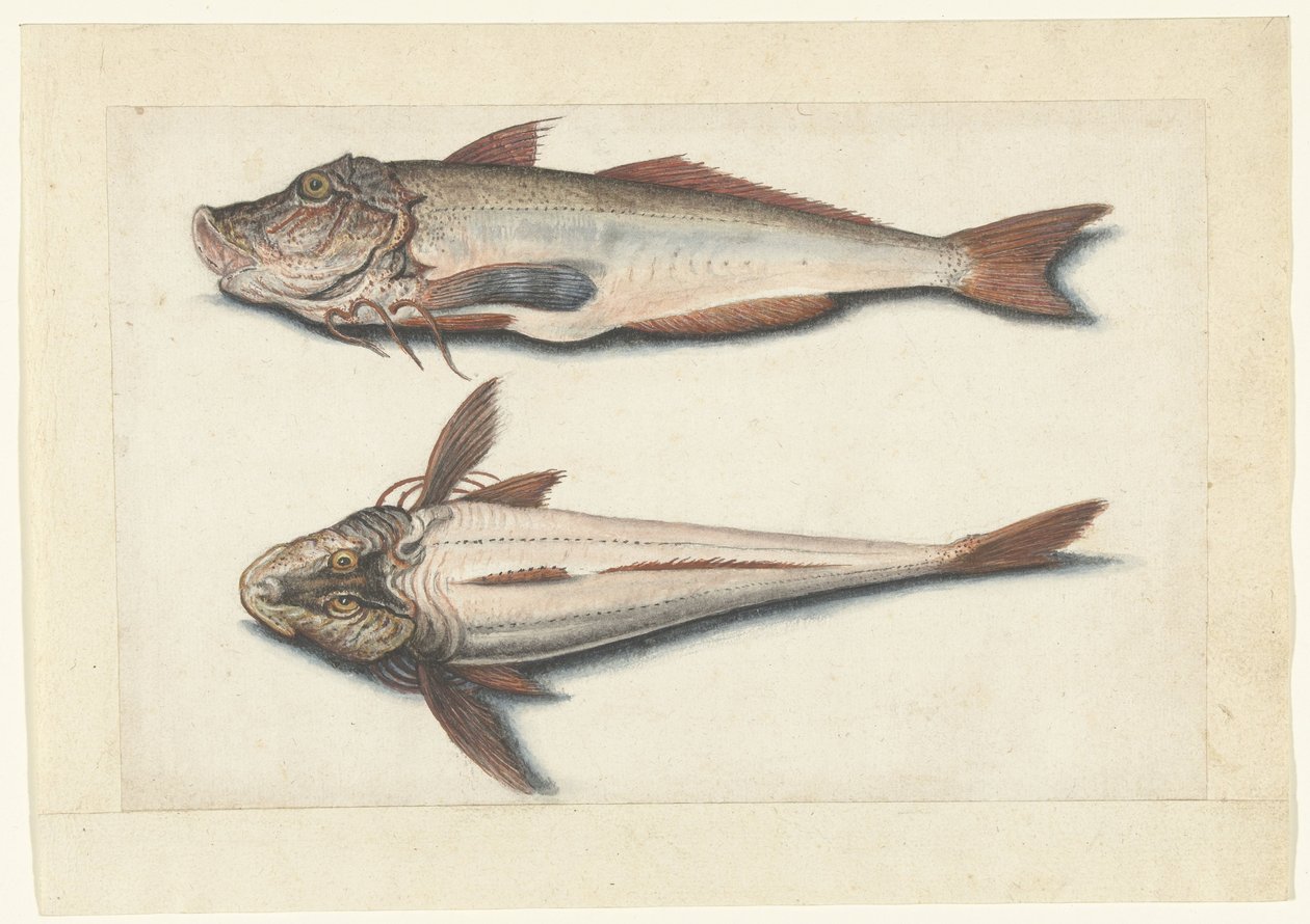 Red Gurnard (Lombard album) by Anonymous