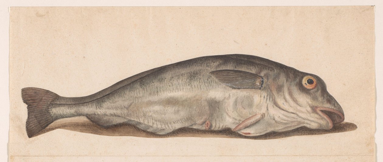 Haddock (Lombard Album) by Anonymous