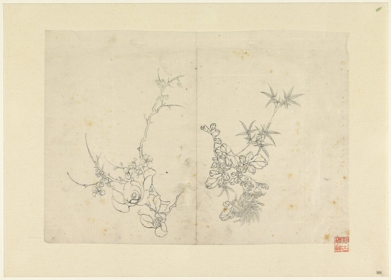 Sketch Sheet with Wild Rose and a Chrysanthemum by Anonymous