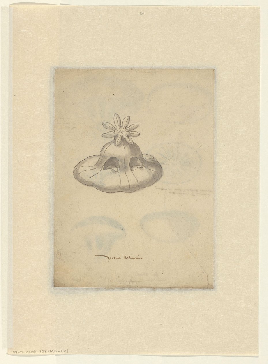 Study of a Jellyfish by Anonymous