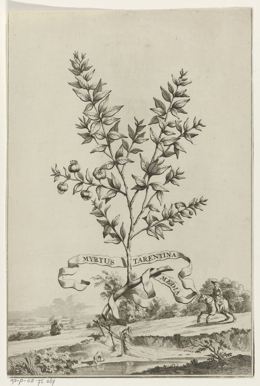 Branch of Myrtus Tarentina by Anonymous