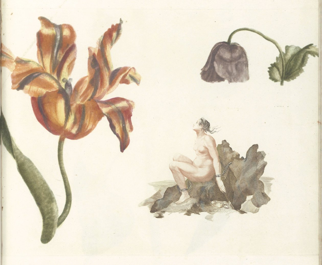 Tulip, poppy, and Andromeda by Anonymous