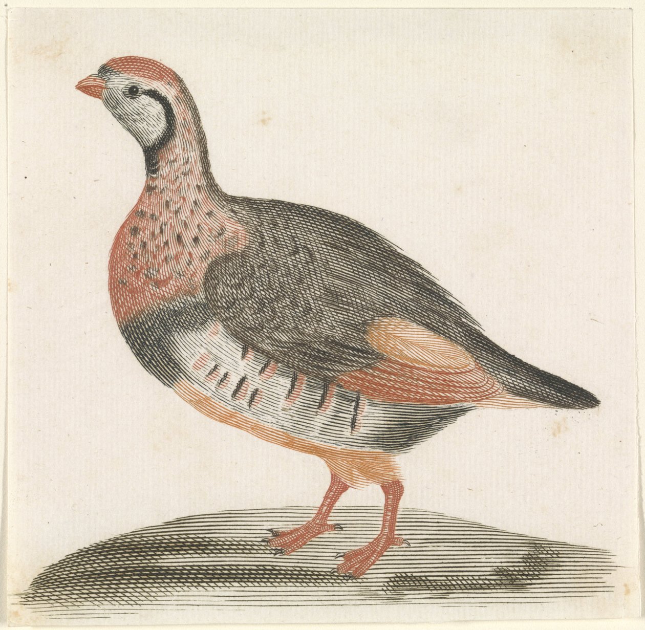 Partridge by Anonymous