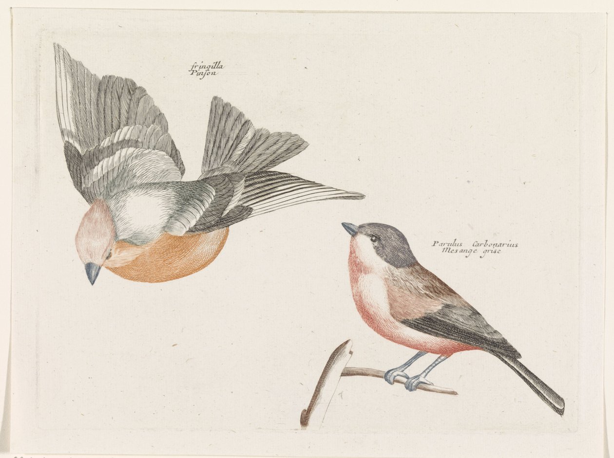 Finch and Grey-sided Tit by Anonymous