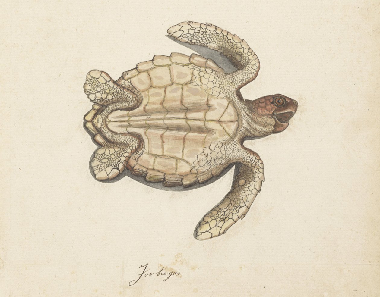 Sea Turtle (Lombard Album) by Anonymous