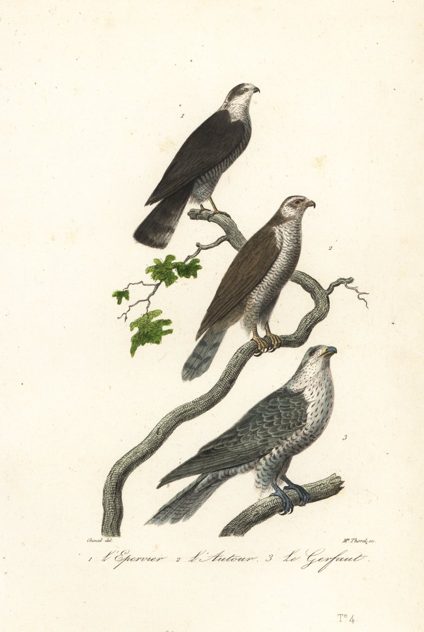 Sparrowhawk, goshawk and gyrfalcon by Antoine (after) Chazal