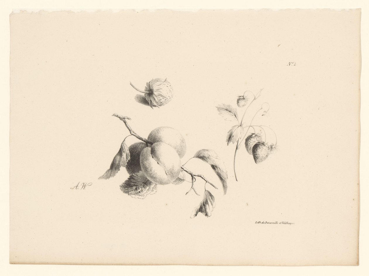 Apricots and Strawberries (Flowers and Fruits) by Anton Weiss