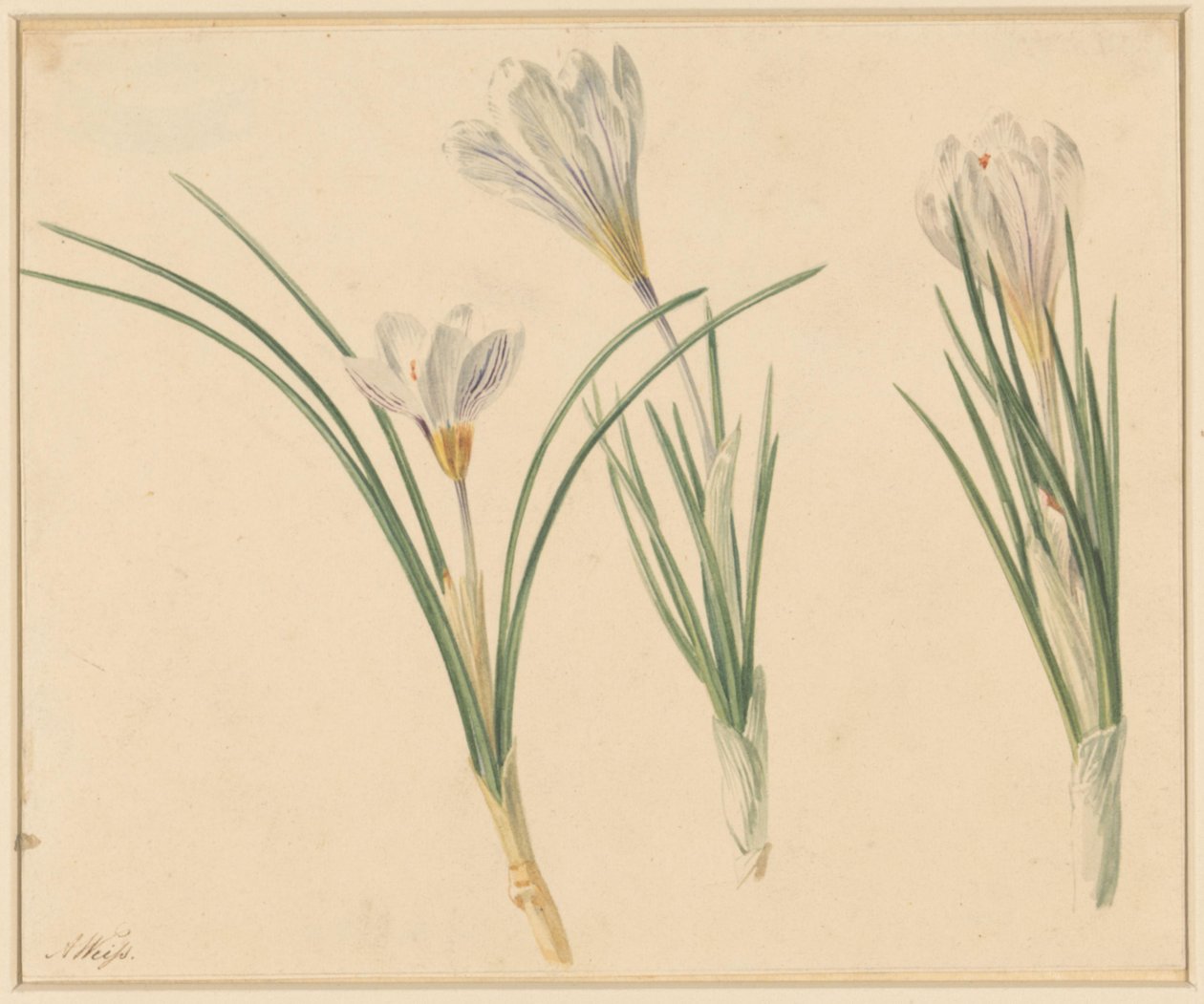 Three Studies of Crocuses by Anton Weiss