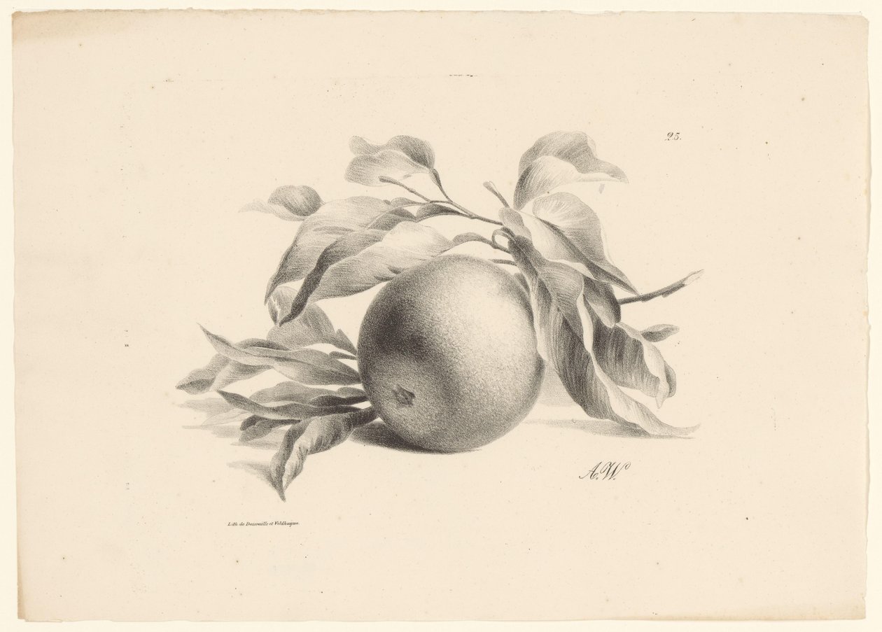 Orange (Fruit) by Anton Weiss