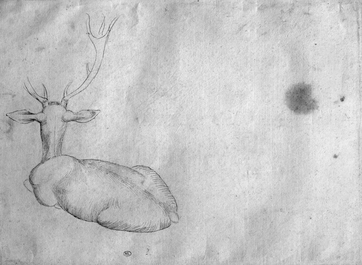 Resting stag, seen from behind, from the The Vallardi Album by Antonio Pisanello