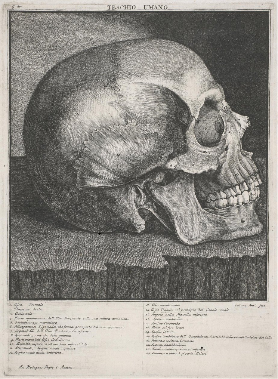 Human Skull by Antonio Cattani
