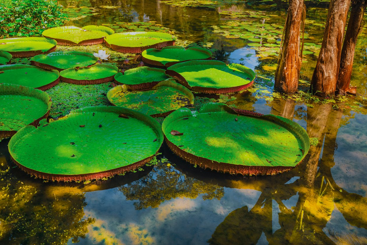Victoria Amazonica by Antonio Schubert