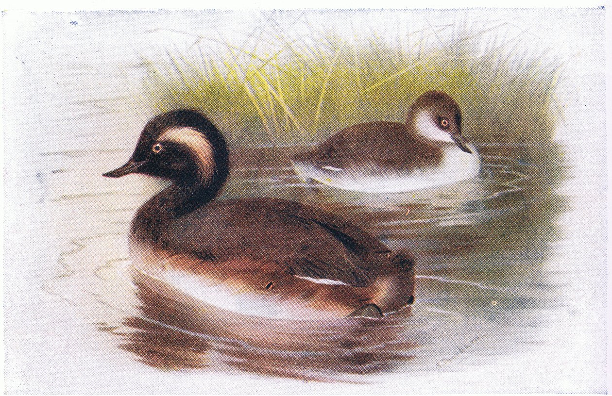 Black Necked Grebe by Archibald Thorburn
