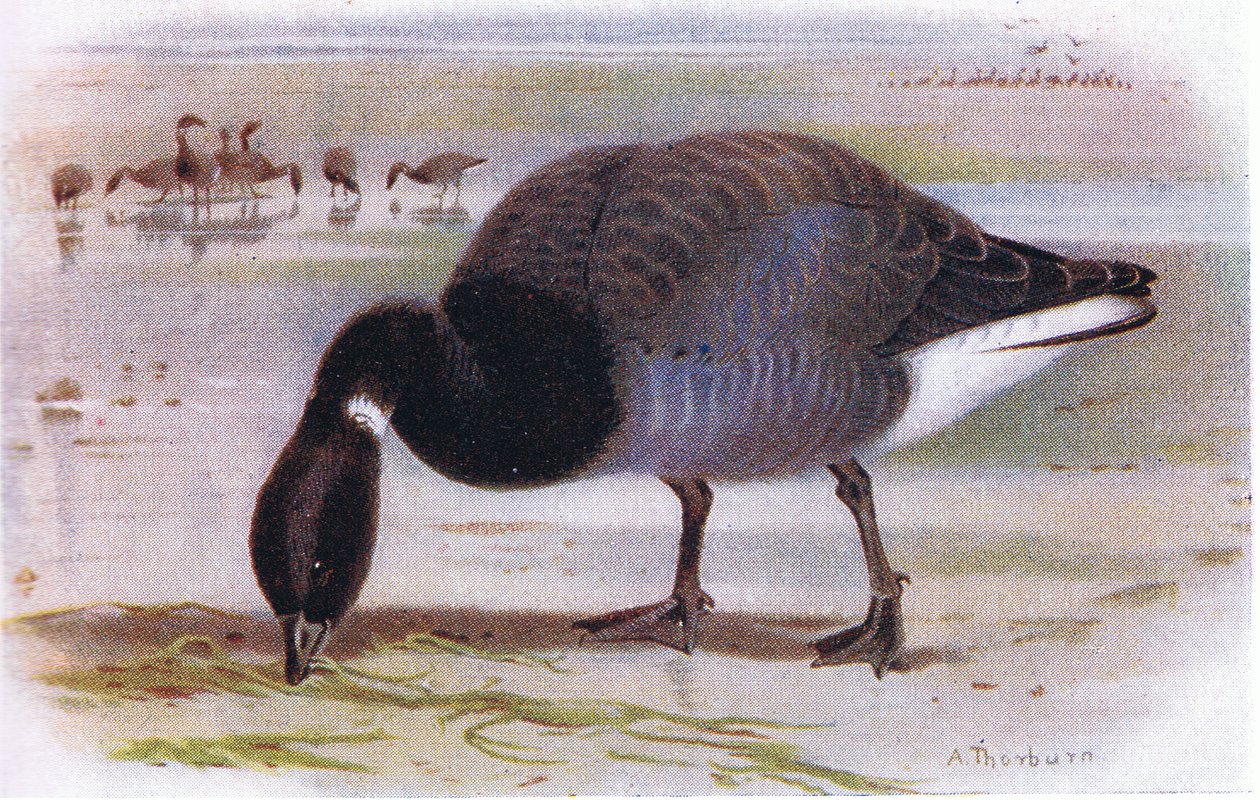 Brent Goose by Archibald Thorburn