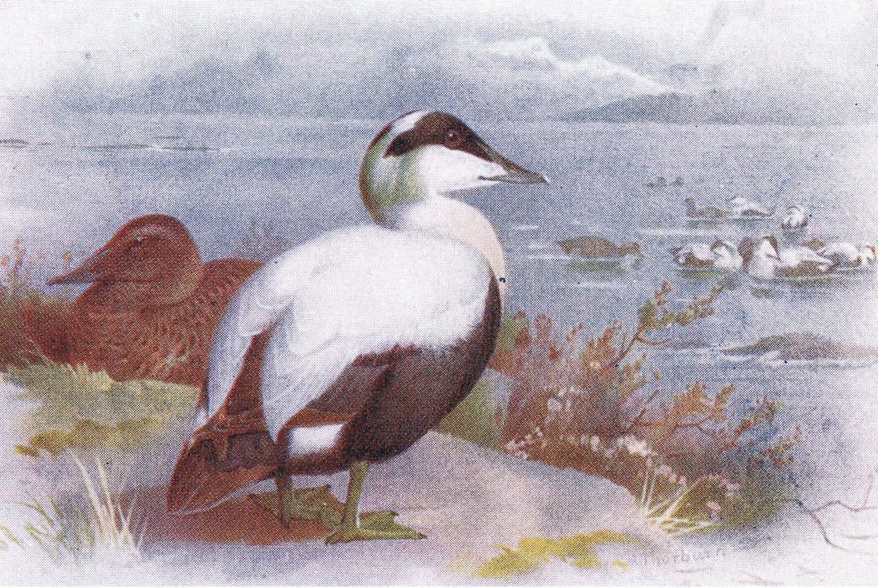 Eider by Archibald Thorburn