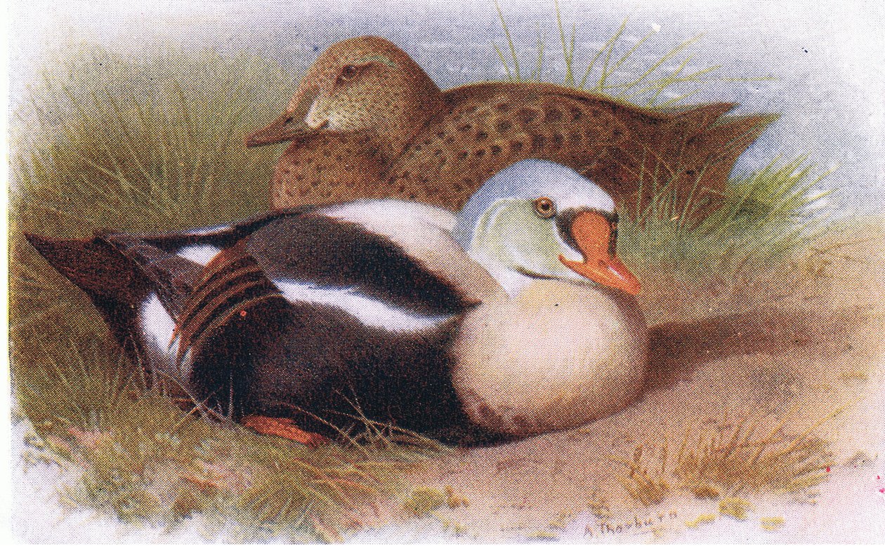 King Eider by Archibald Thorburn