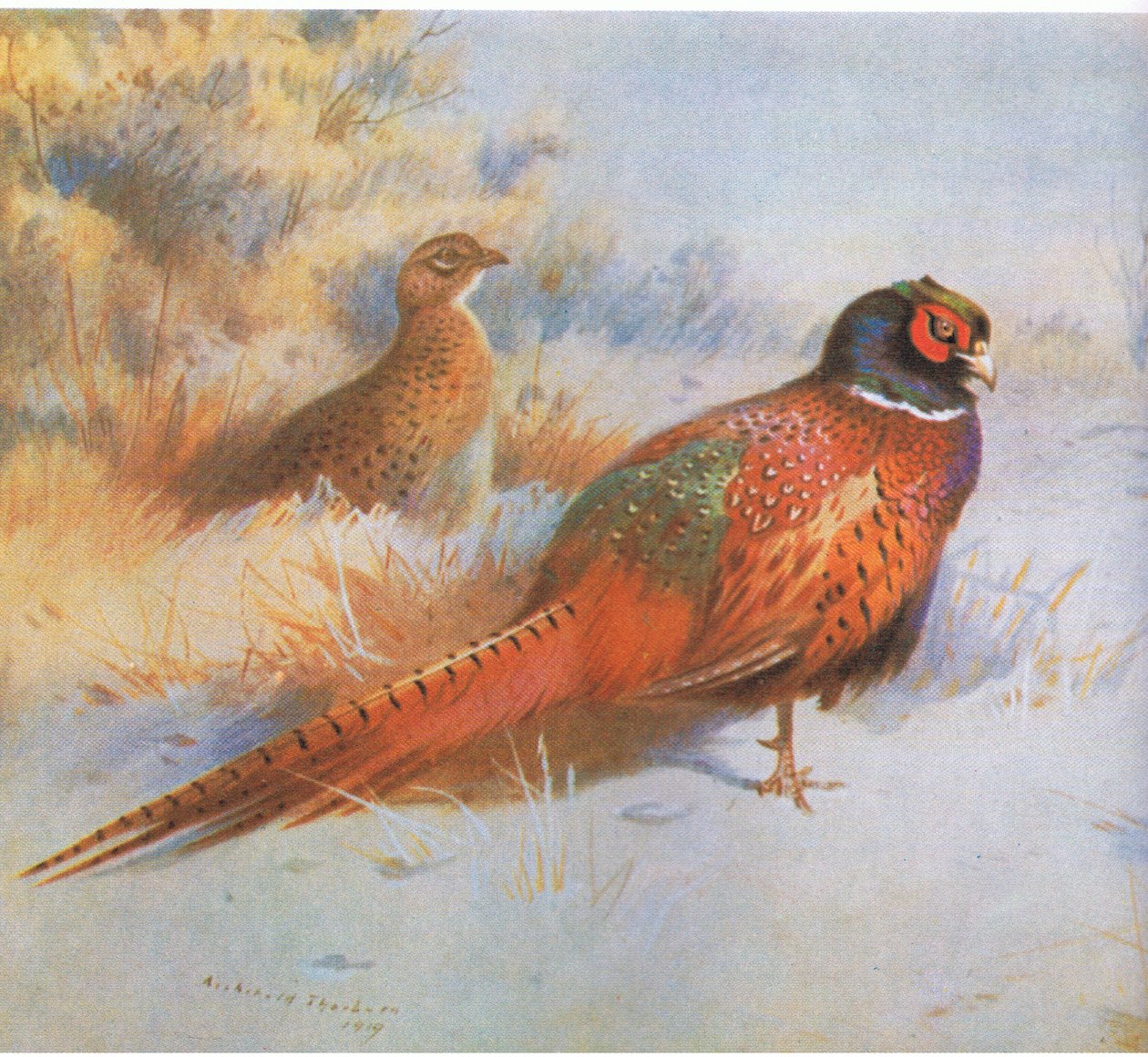 Pheasant, pub. by Book Club Associates, 1972 by Archibald Thorburn