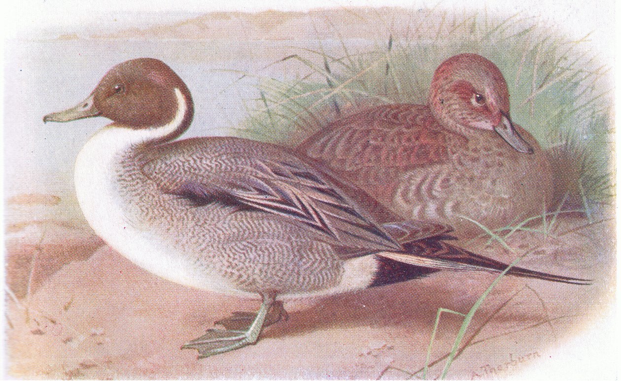 Pintail by Archibald Thorburn