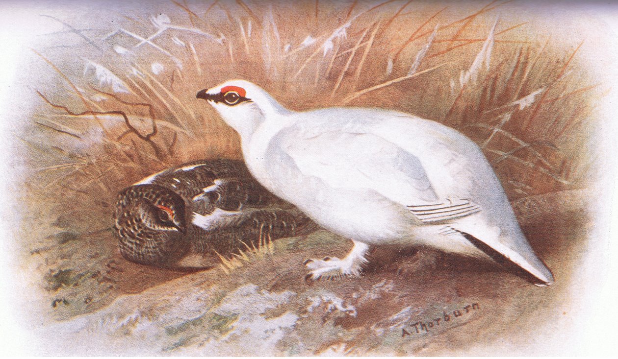 Ptarmigan by Archibald Thorburn
