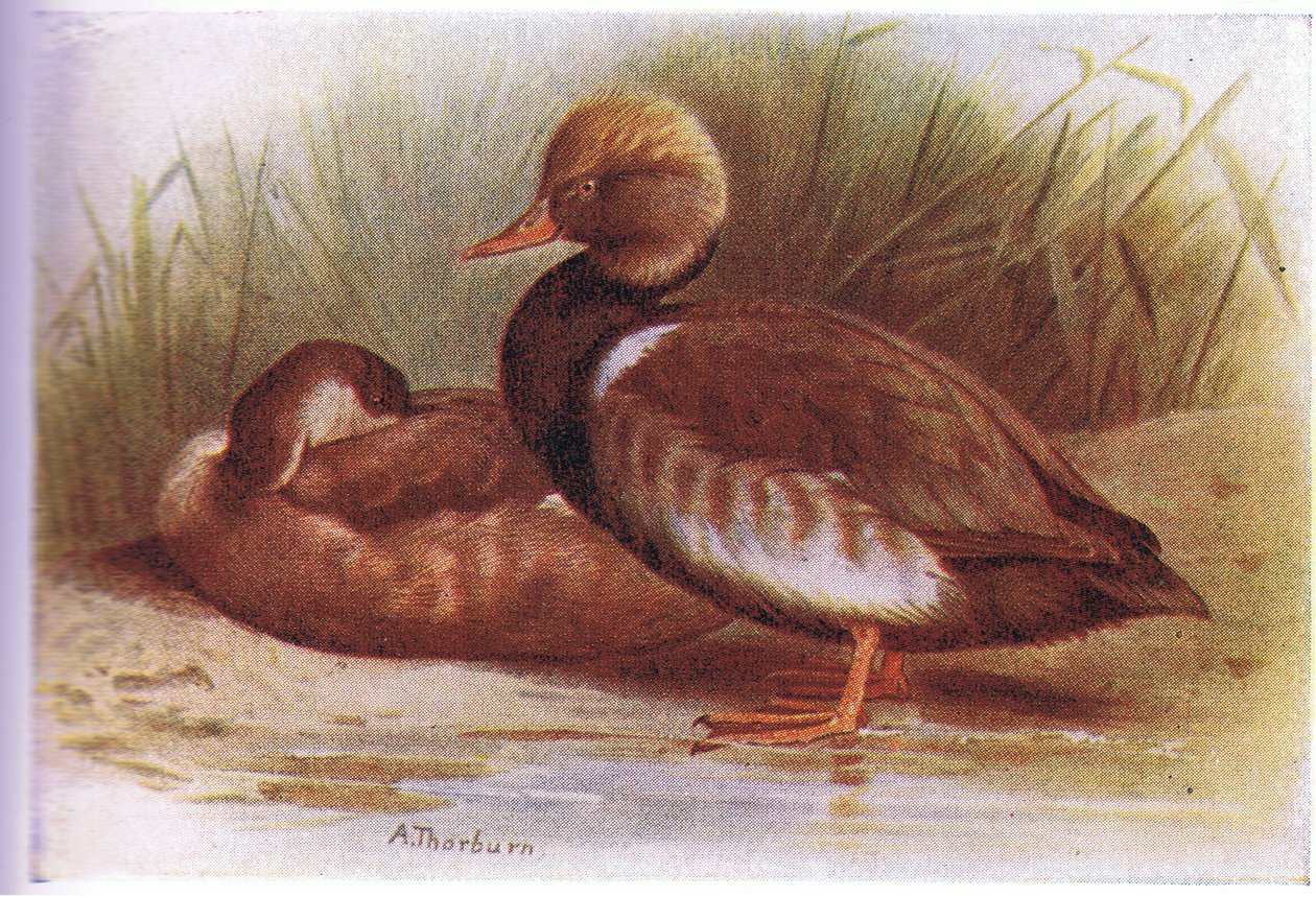 Red Crested Pochard by Archibald Thorburn