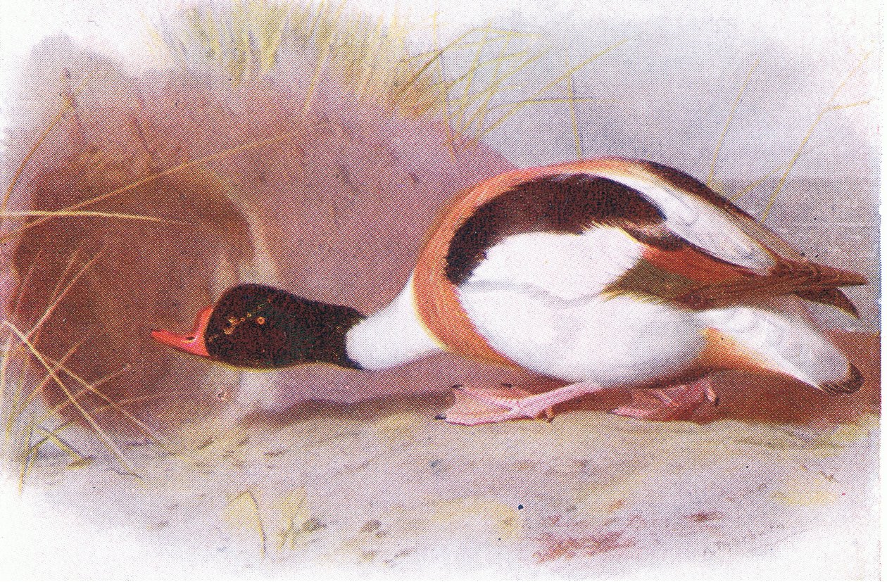 Sheld Duck by Archibald Thorburn