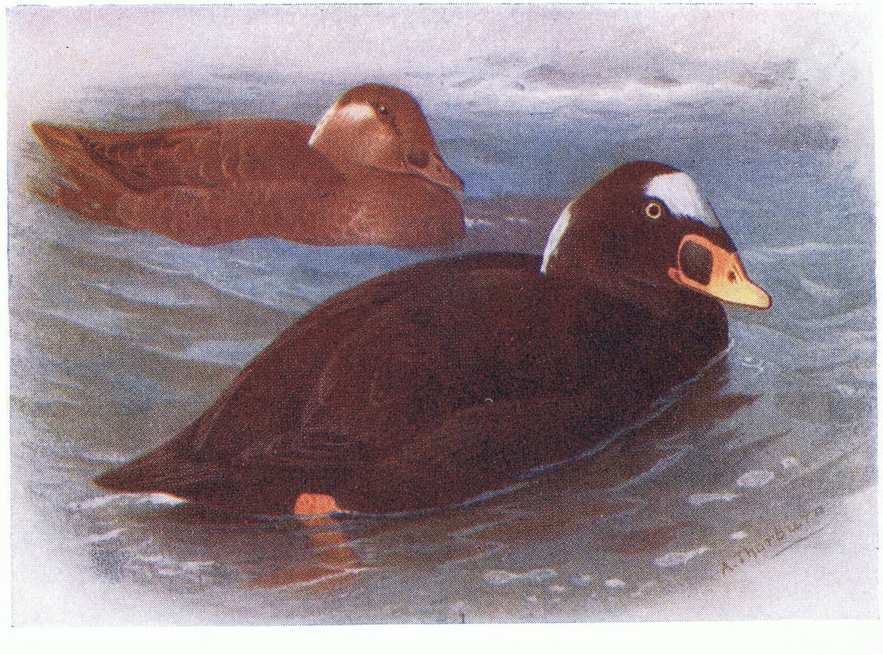Surf Scoter by Archibald Thorburn