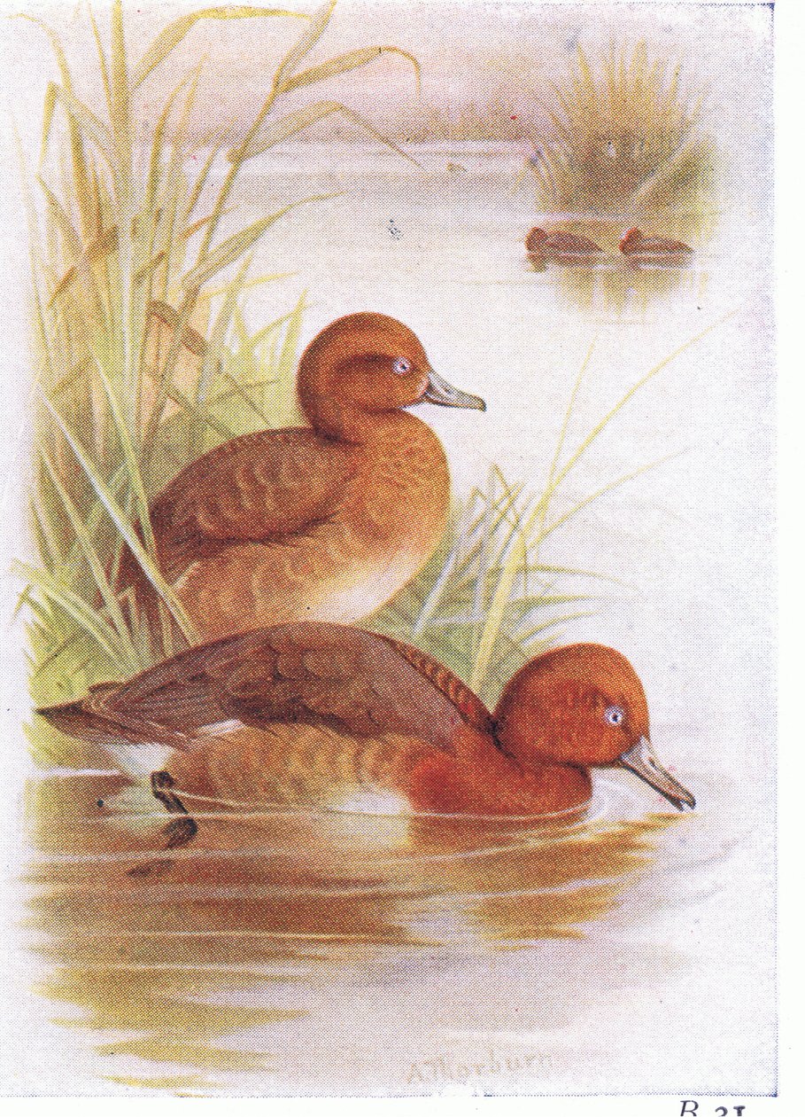 White Eyed Pochard by Archibald Thorburn