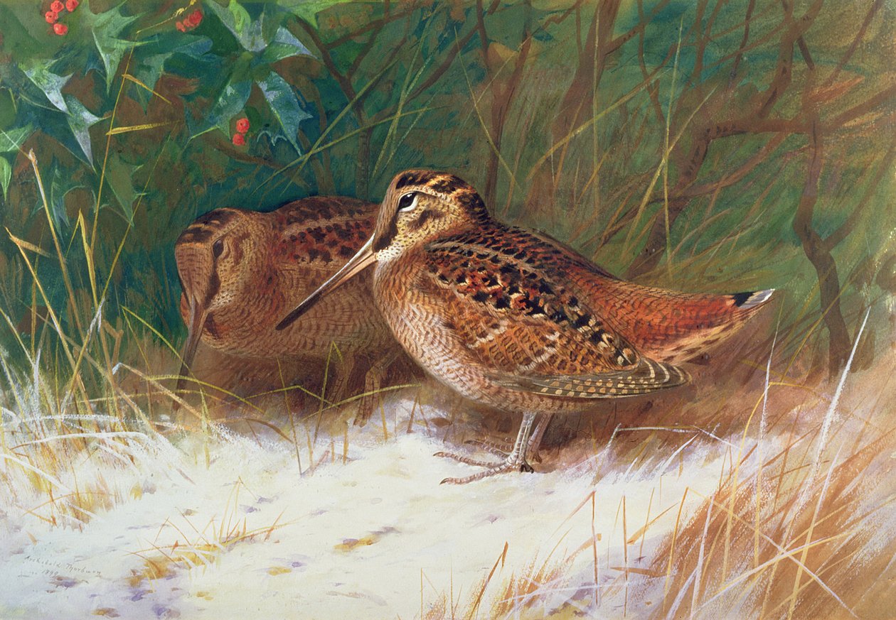 Woodcock in the Undergrowth by Archibald Thorburn