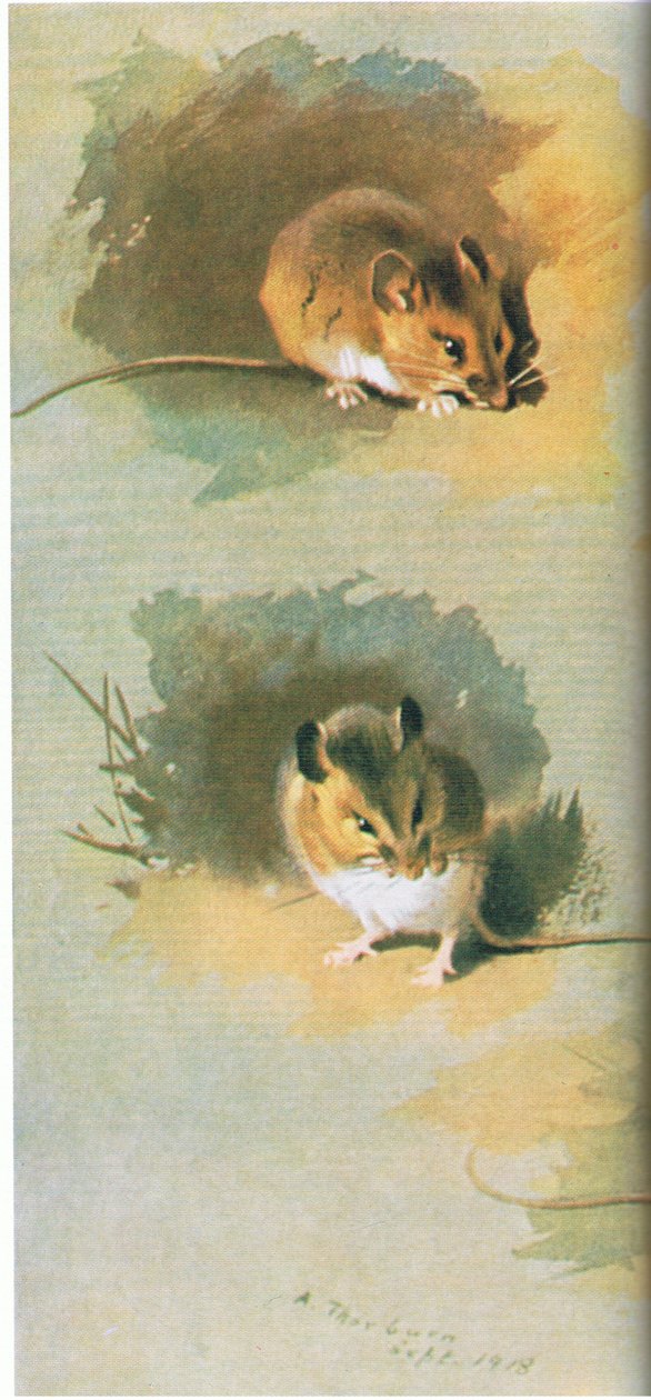 Woodmouse by Archibald Thorburn