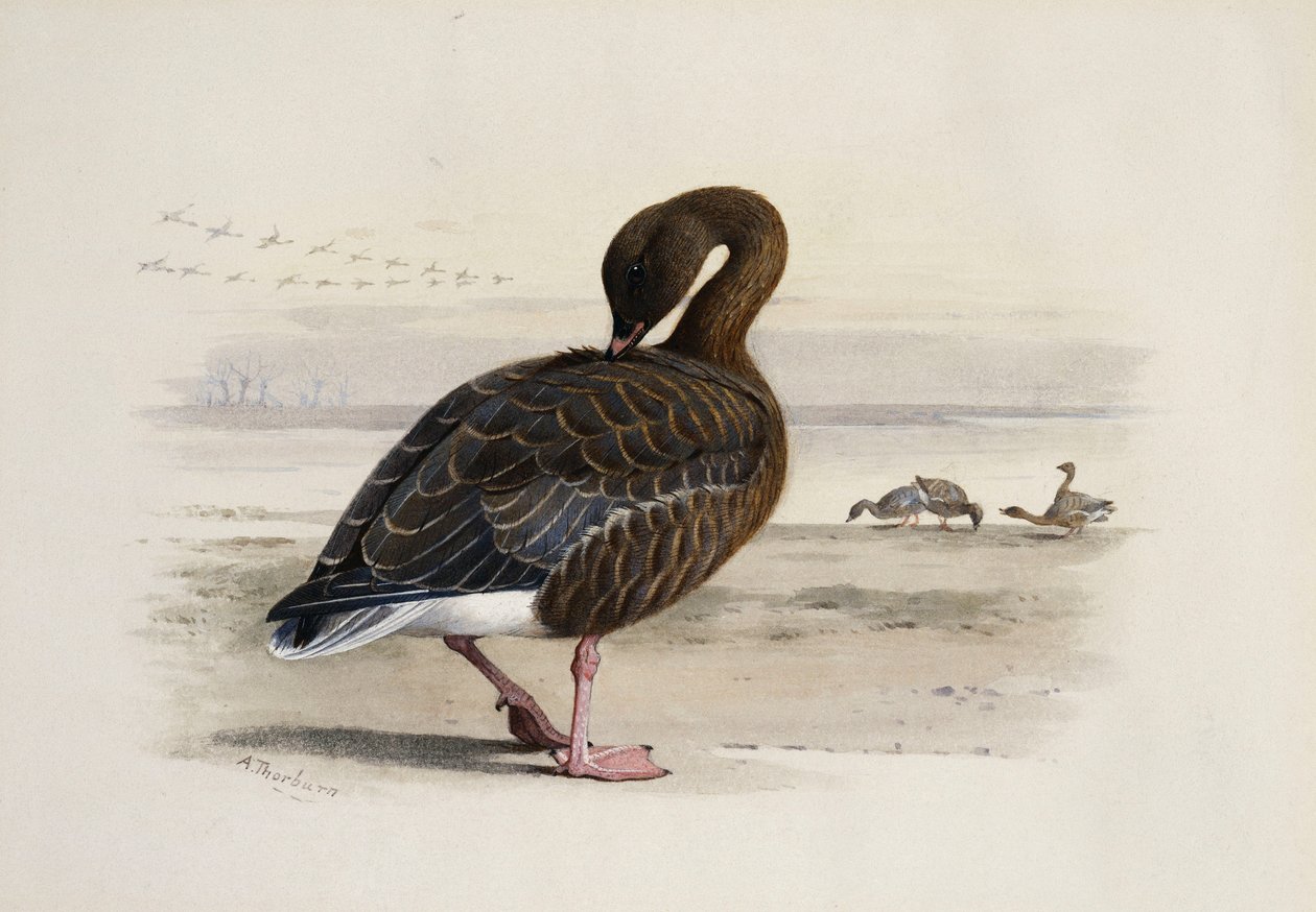A Pink-Footed Goose by Archibald Thorburn