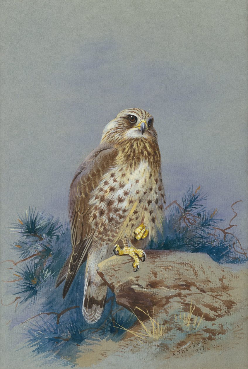 A Rough Legged Buzzard by Archibald Thorburn