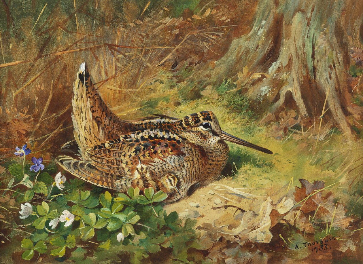A Woodcock and Chicks by Archibald Thorburn