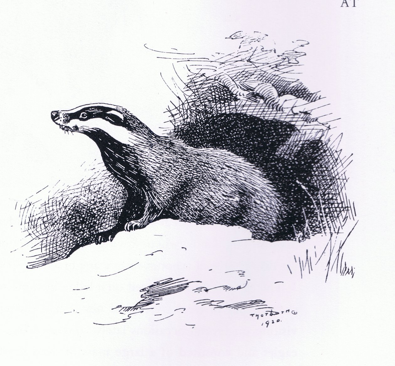 Badger, pub. by Book Club Associates by Archibald Thorburn