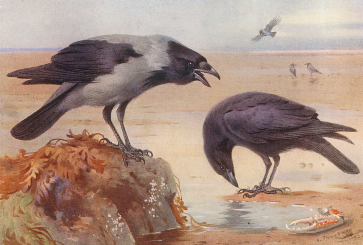 Hooded Crow, Carrion-Crow by Archibald Thorburn