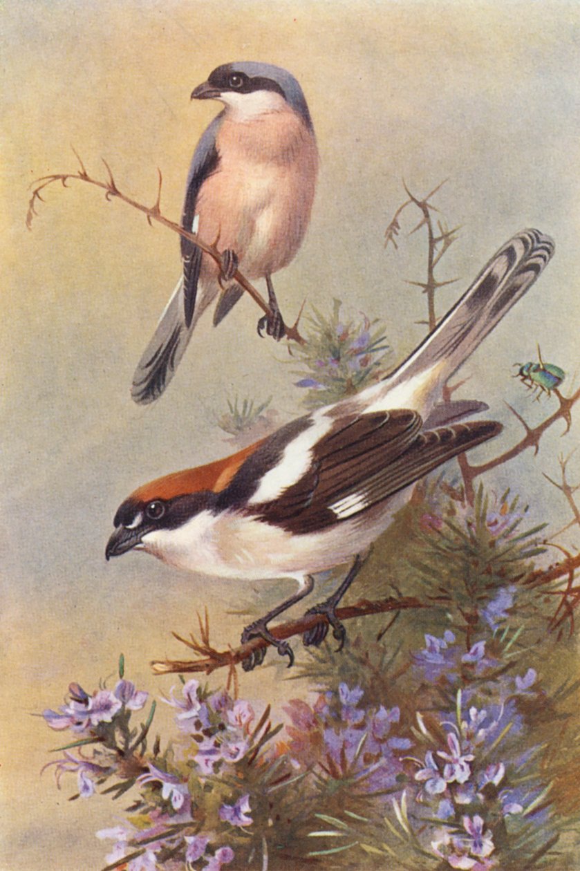 Lesser Grey Shrike, Woodchat by Archibald Thorburn