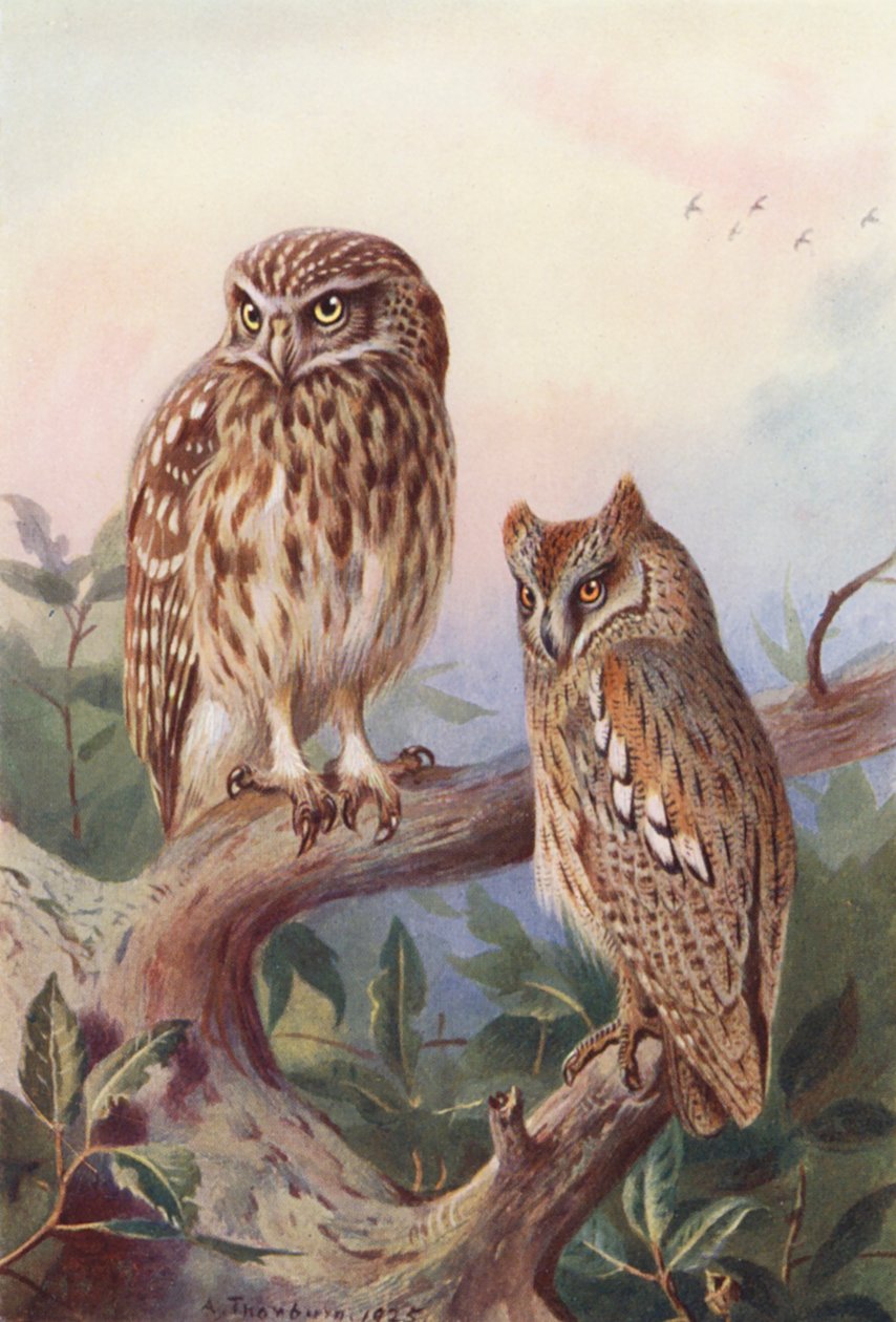 Little Owl, Scops-Owl by Archibald Thorburn