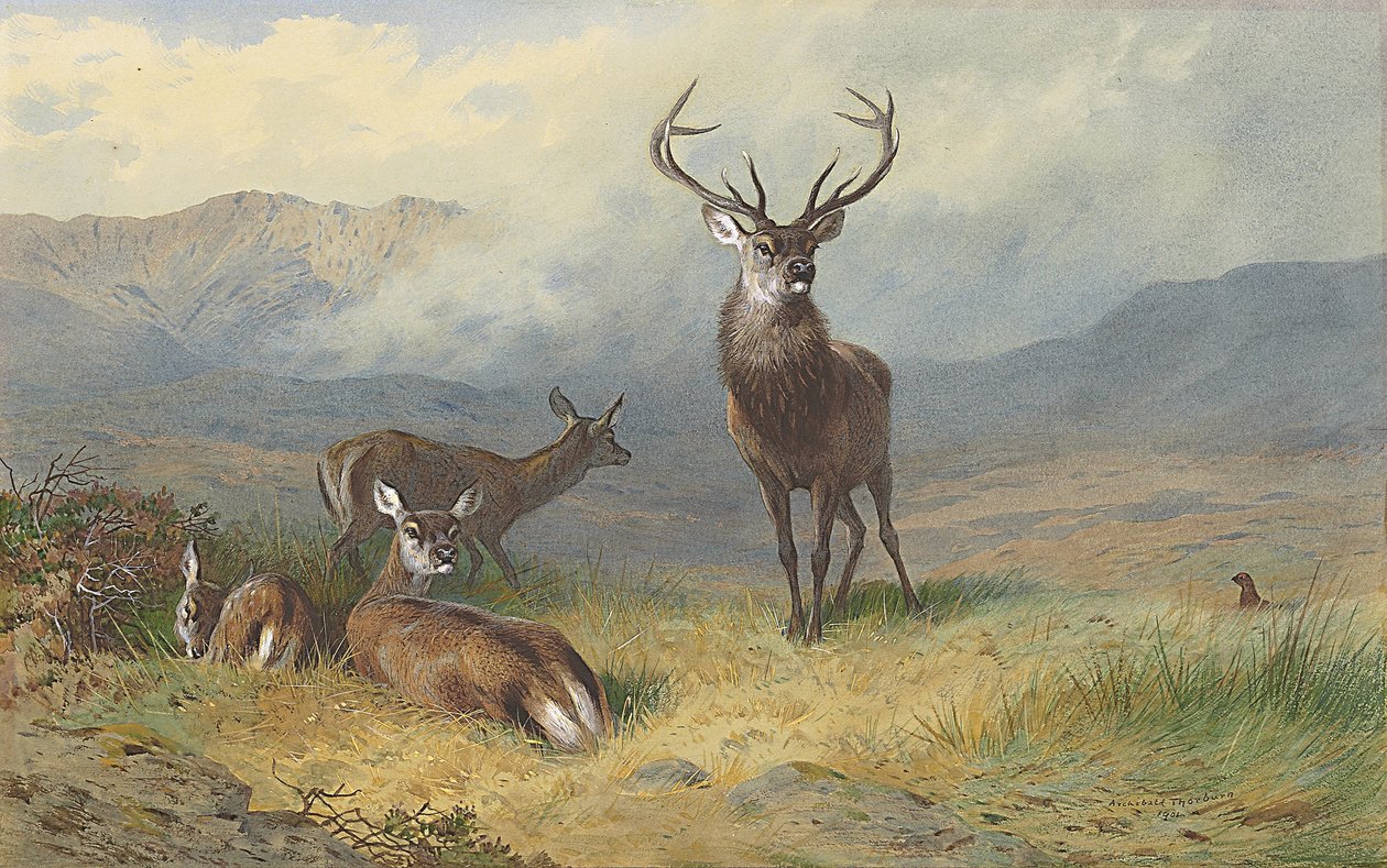 Monarch of the Glen by Archibald Thorburn