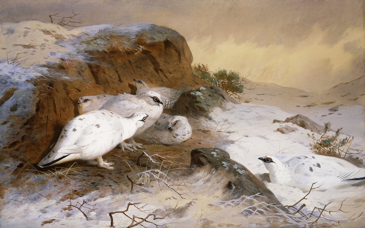 Ptarmigan in the Snow by Archibald Thorburn