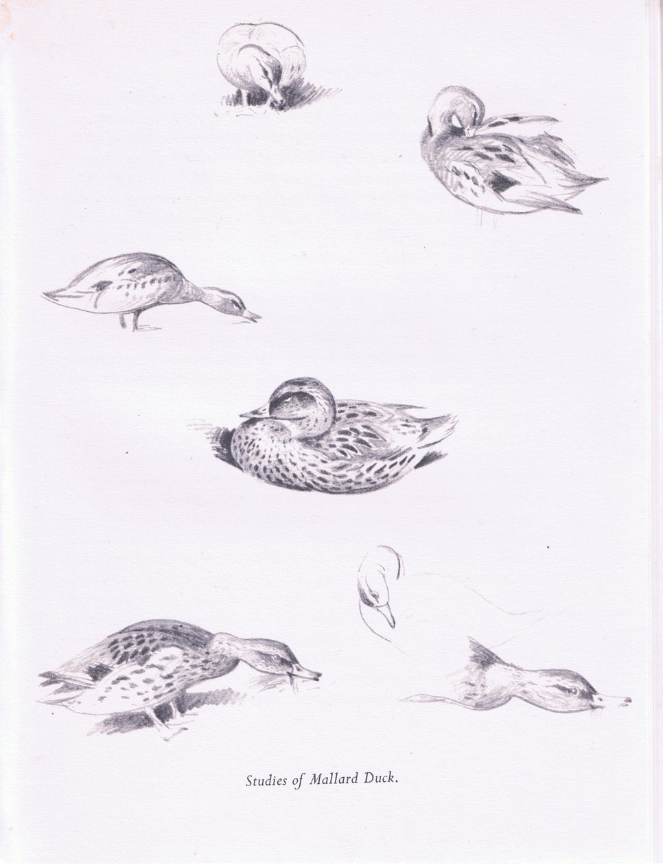 Studies of Mallard Ducks by Archibald Thorburn