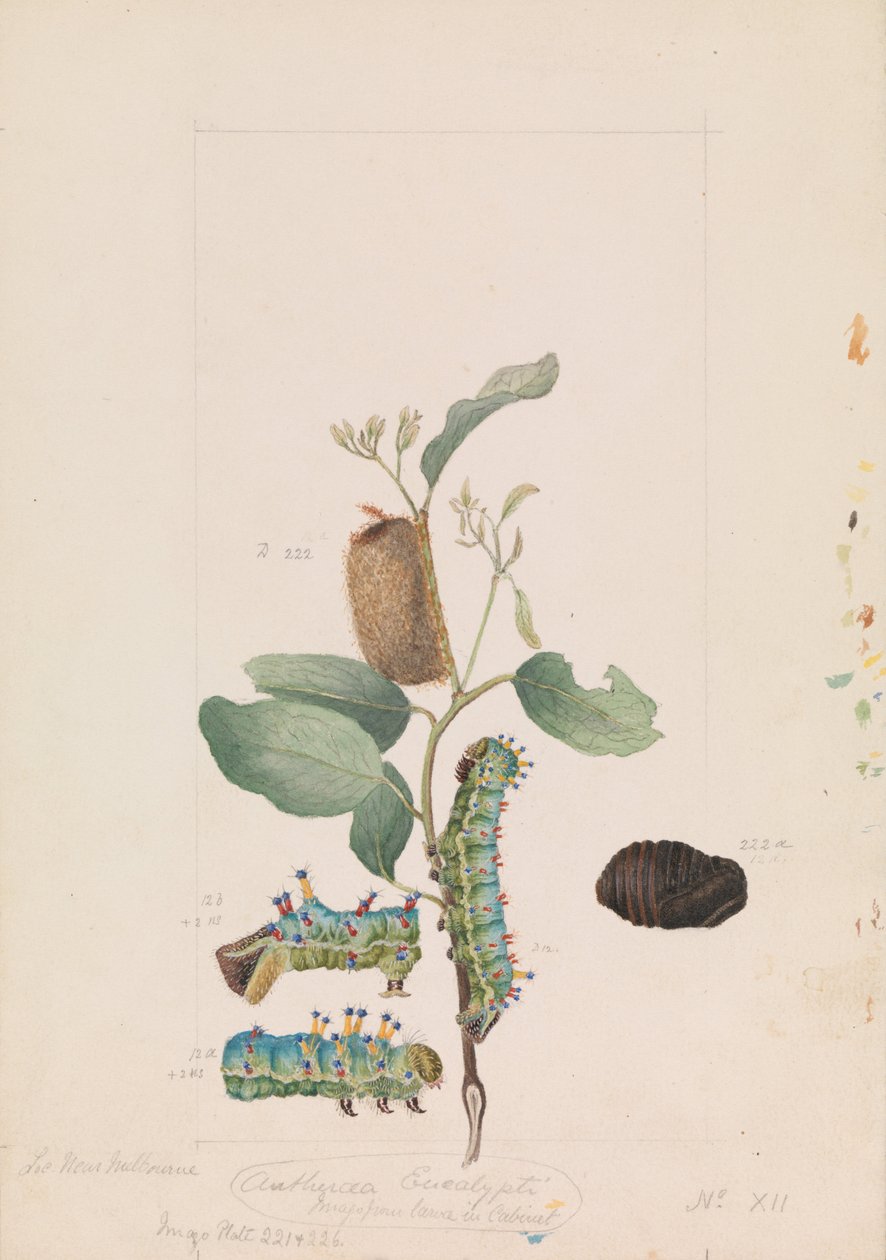 Emperor Gum Moth, Opodiphthera eucalypti by Arthur Bartholomew