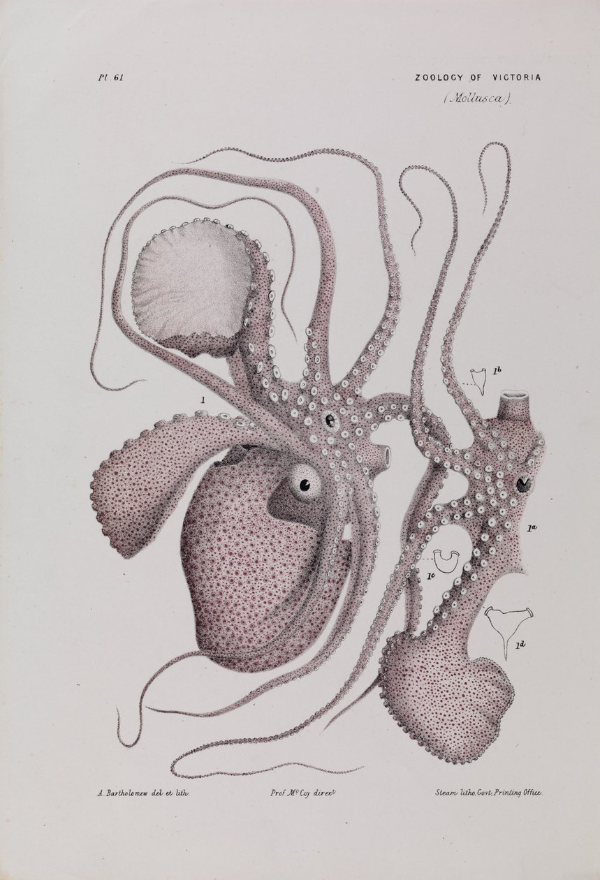 Paper Nautilus, Argonauta nodosa by Arthur Bartholomew