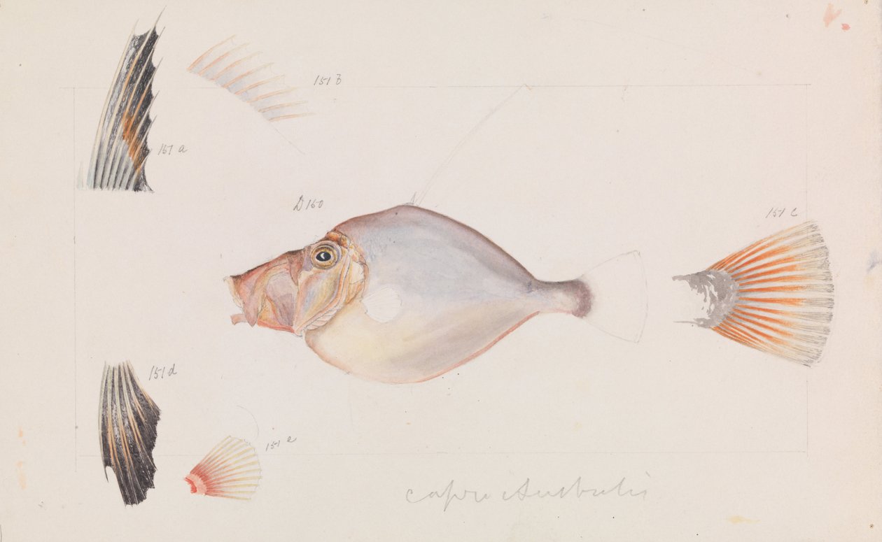 Silver Dory, Cyttus australis by Arthur Bartholomew