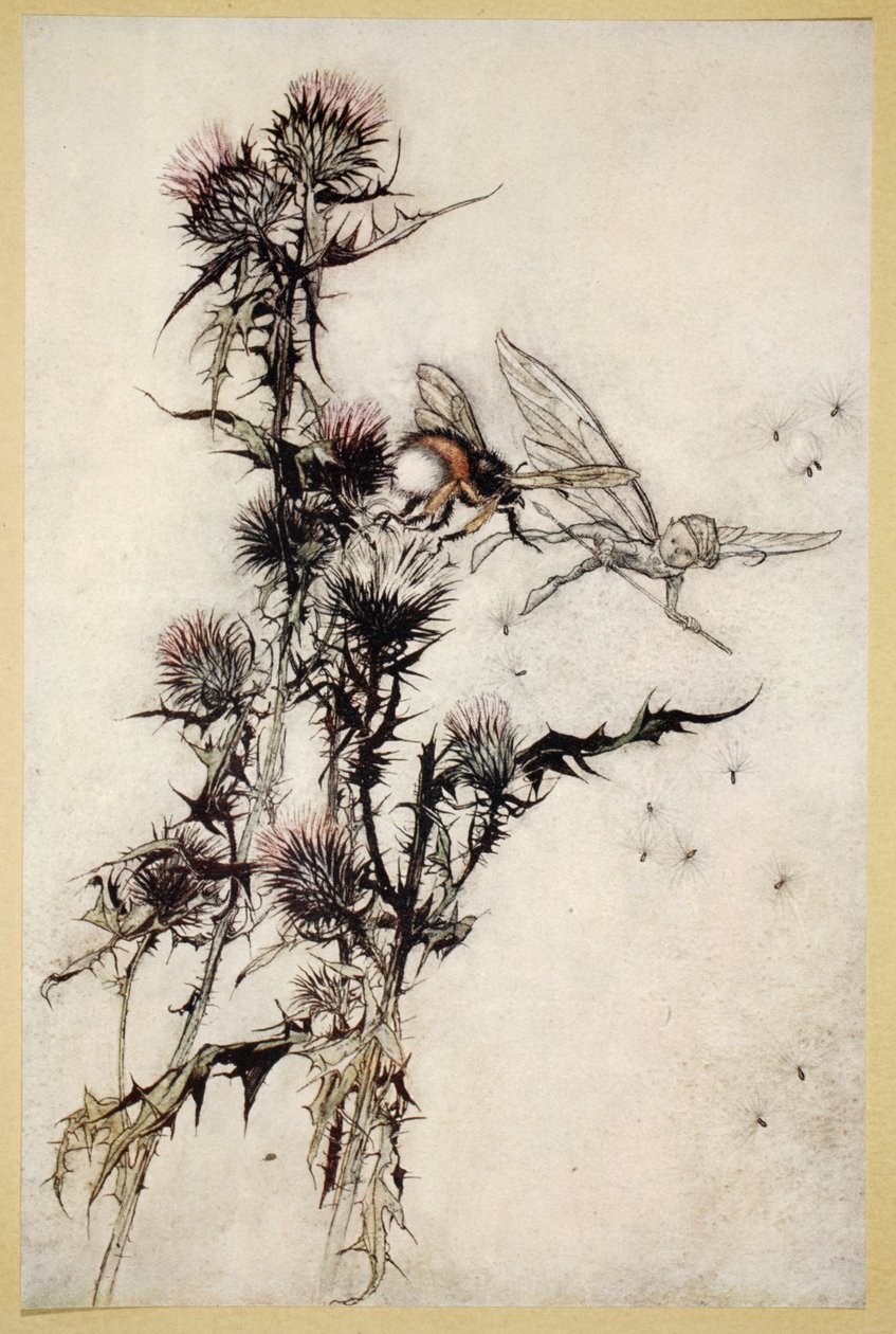 Kill me a red-hipped humble-bee on the top of a thistle, illustration from 