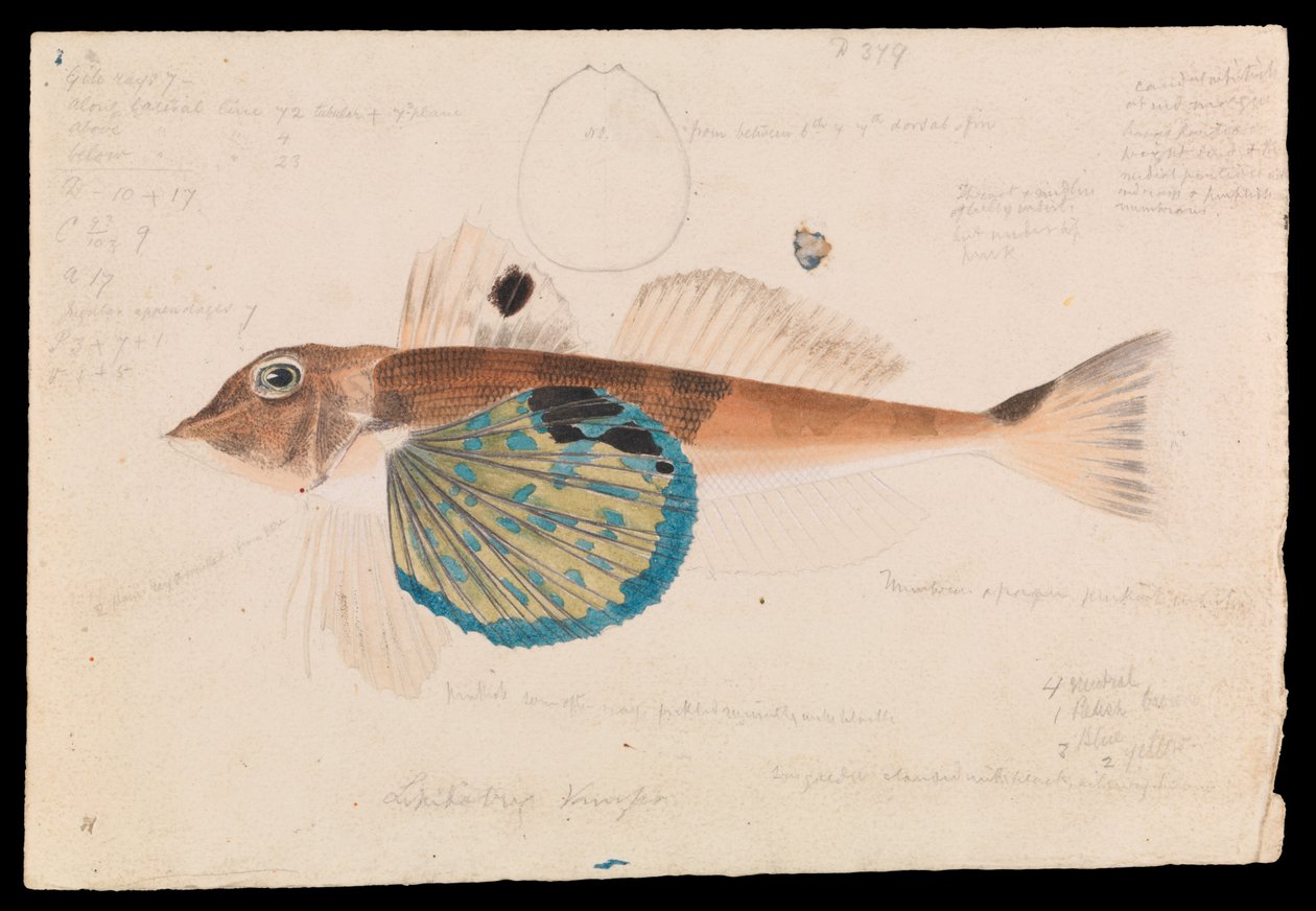 Butterfly Gurnard, Lepidotrigla vanessa by Arthur Bartholomew
