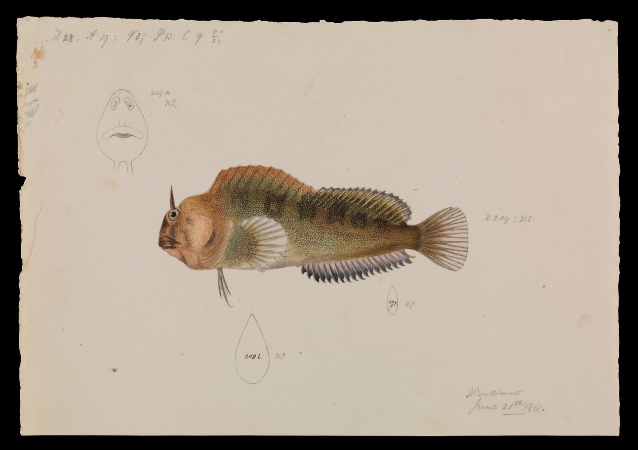 Tasmanian Blenny, Parablennius tasmanianus by Arthur Bartholomew