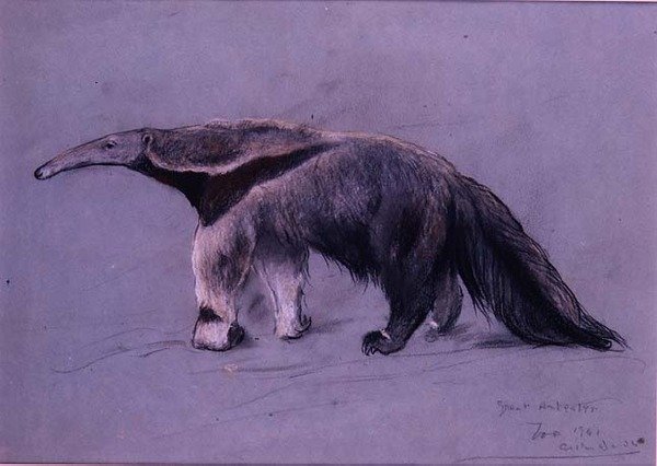 Great Anteater by Arthur Wardle